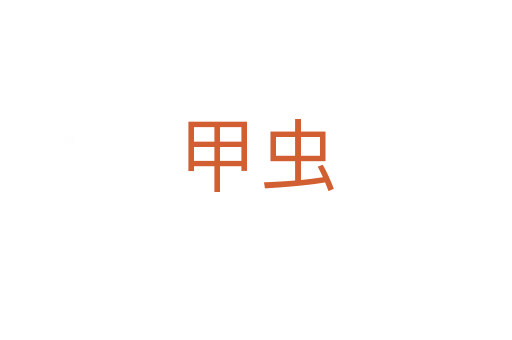 甲虫